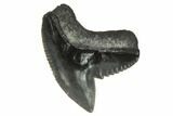 Fossil Tiger Shark (Galeocerdo) Tooth #143939-1